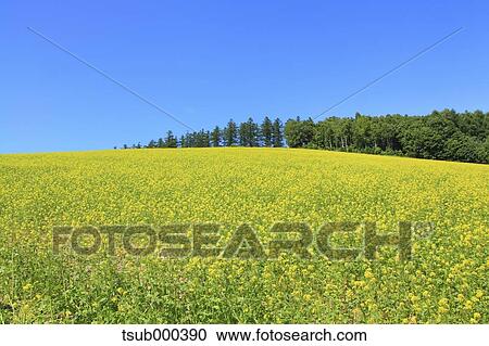 Stock Image - Hokkaido, Japan. Fotosearch