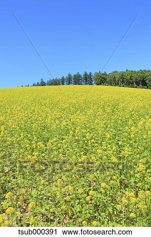 Hokkaido, Japan View Large Photo Image Stock Image - Hokkaido, Japan. Fotosearch