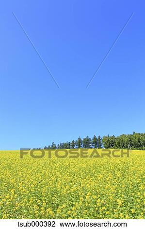 Stock Image - Hokkaido, Japan. Fotosearch