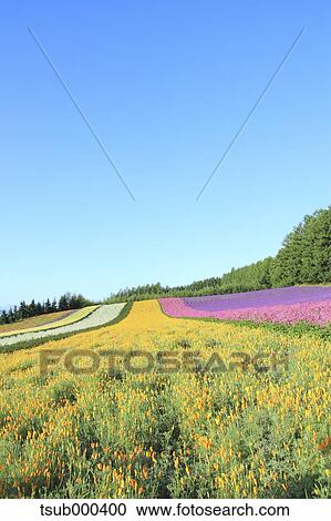 Stock Image - Hokkaido, Japan. Fotosearch
