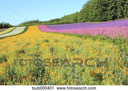 Hokkaido, Japan View Large Photo Image Stock Image - Hokkaido, Japan. Fotosearch