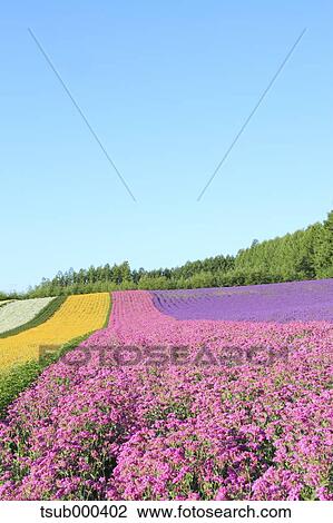 Hokkaido, Japan View Large Photo Image Stock Image - Hokkaido, Japan. Fotosearch