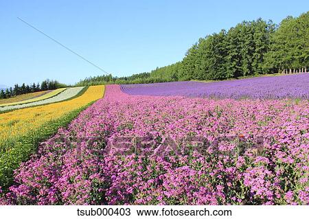 Hokkaido, Japan View Large Photo Image Stock Image - Hokkaido, Japan. Fotosearch