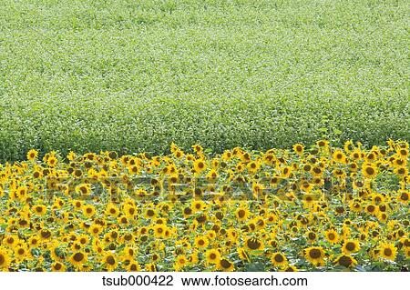 Stock Image - Hokkaido, Japan. Fotosearch