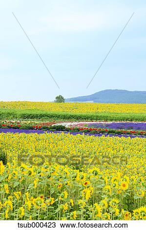 Hokkaido, Japan View Large Photo Image Stock Image - Hokkaido, Japan. Fotosearch