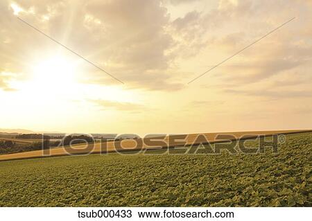 Stock Image - Hokkaido, Japan. Fotosearch
