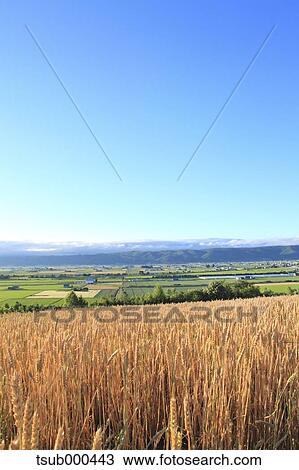 Stock Image - Hokkaido, Japan. Fotosearch
