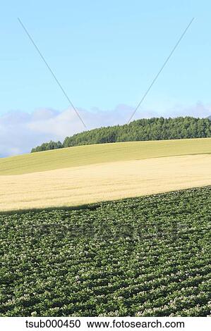 Stock Image - Hokkaido, Japan. Fotosearch