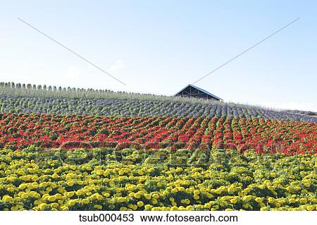 Stock Image - Hokkaido, Japan. Fotosearch