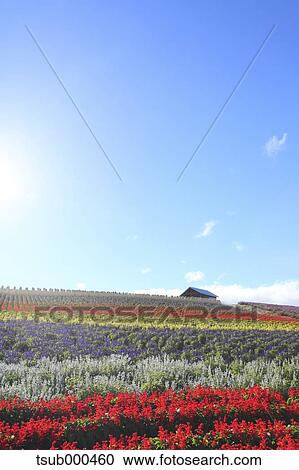 Stock Image - Hokkaido, Japan. Fotosearch