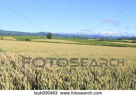 Stock Image - Hokkaido, Japan. Fotosearch