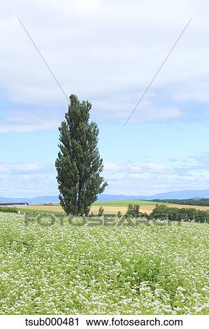 Stock Image - Hokkaido, Japan. Fotosearch