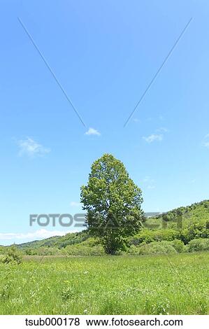 Stock Photo - Hokkaido, Japan. Fotosearch