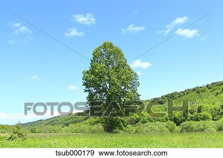 Stock Photo - Hokkaido, Japan. Fotosearch