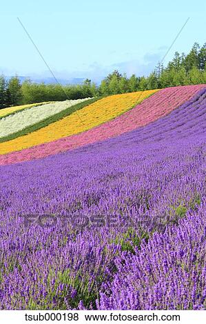 Stock Photo - Hokkaido, Japan. Fotosearch