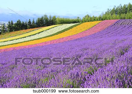 Stock Photo - Hokkaido, Japan. Fotosearch