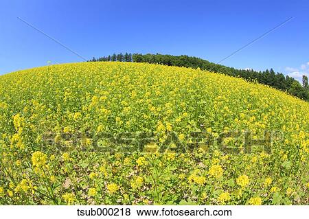 Stock Photo - Hokkaido, Japan. Fotosearch