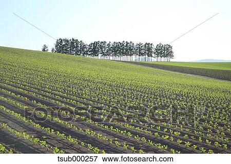 Stock Photo - Hokkaido, Japan. Fotosearch
