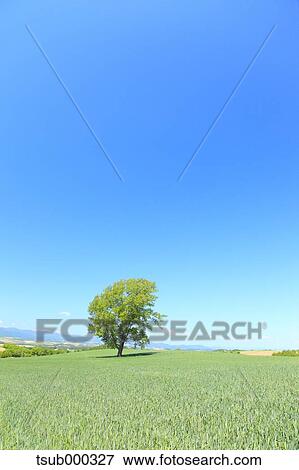 Hokkaido, Japan View Large Photo Image Stock Photo - Hokkaido, Japan. Fotosearch