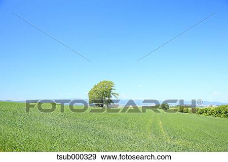 Hokkaido, Japan View Large Photo Image Stock Photo - Hokkaido, Japan. Fotosearch