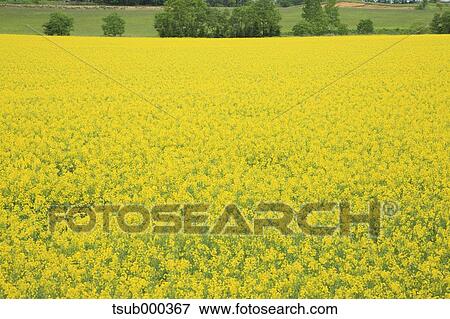 Stock Photo - Hokkaido, Japan. Fotosearch