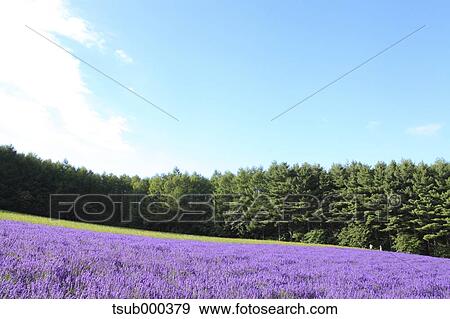 Stock Photo - Hokkaido, Japan. Fotosearch