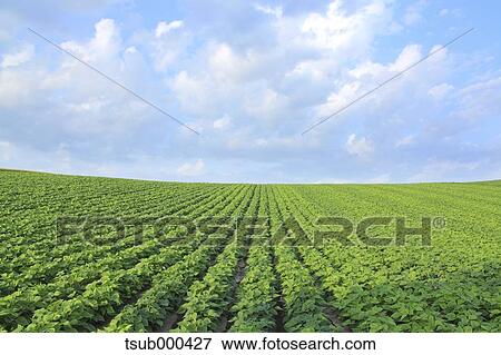 Hokkaido, Japan View Large Photo Image Stock Photo - Hokkaido, Japan. Fotosearch