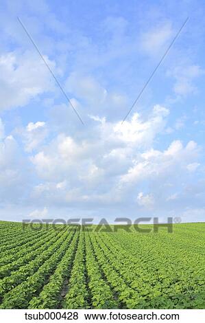 Stock Photo - Hokkaido, Japan. Fotosearch