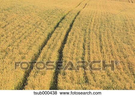 Stock Photo - Hokkaido, Japan. Fotosearch