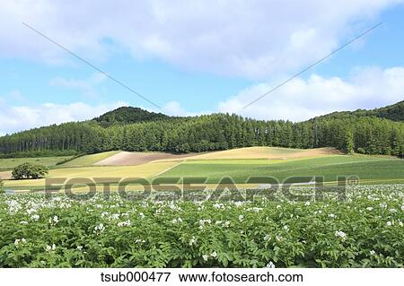 Stock Photo - Hokkaido, Japan. Fotosearch