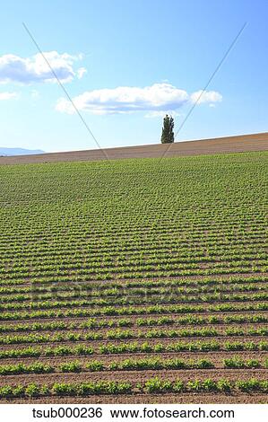 Stock Photograph - Hokkaido, Japan. Fotosearch