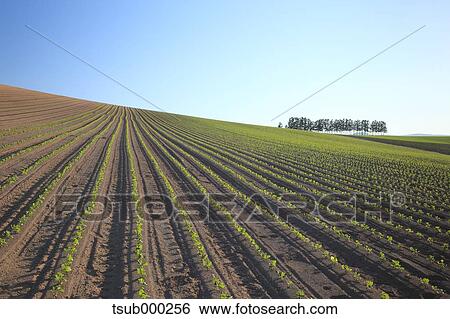 Stock Photograph - Hokkaido, Japan. Fotosearch