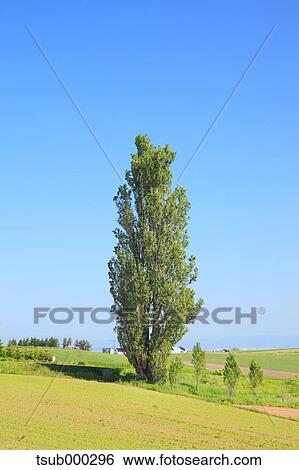 Stock Photograph - Hokkaido, Japan. Fotosearch