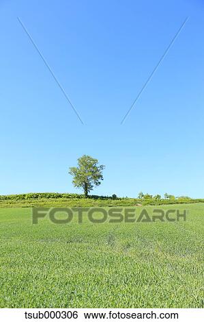 Hokkaido, Japan View Large Photo Image Stock Photograph - Hokkaido, Japan. Fotosearch