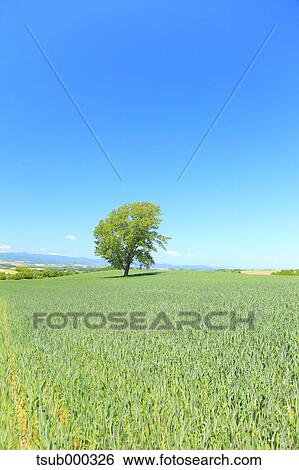 Stock Photograph - Hokkaido, Japan. Fotosearch