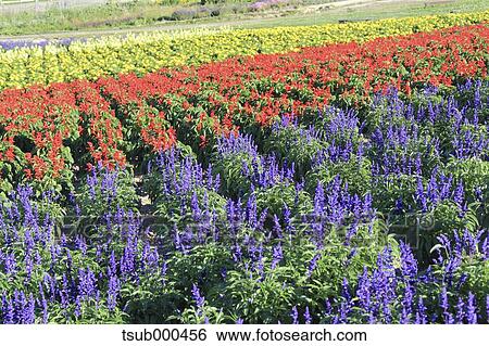 Hokkaido, Japan View Large Photo Image Stock Photograph - Hokkaido, Japan. Fotosearch