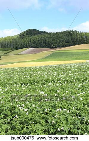 Stock Photograph - Hokkaido, Japan. Fotosearch