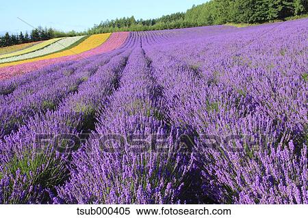 Stock Photography - Hokkaido, Japan. Fotosearch