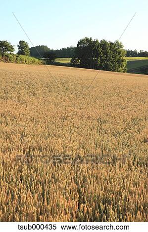 Hokkaido, Japan View Large Photo Image Stock Photography - Hokkaido, Japan. Fotosearch