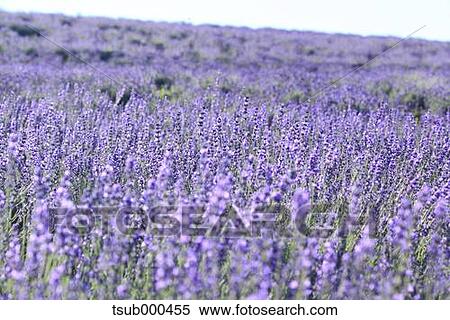 Hokkaido, Japan View Large Photo Image Stock Photography - Hokkaido, Japan. Fotosearch