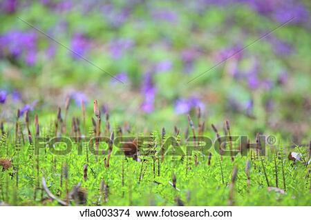Horsetail View Large Photo Image Picture - Horsetail. Fotosearch