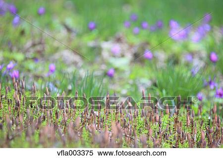 Horsetail View Large Photo Image Stock Photography - Horsetail. Fotosearch