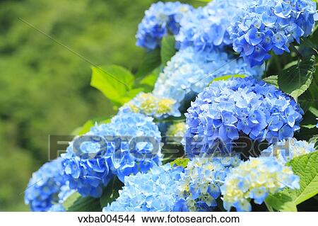 Picture - Hydrangea. Fotosearch