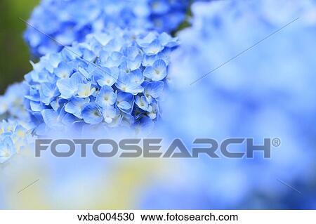 Hydrangea View Large Photo Image Stock Image - Hydrangea. Fotosearch