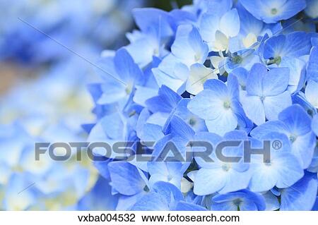 Hydrangea View Large Photo Image Stock Image - Hydrangea. Fotosearch