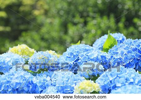 Hydrangea View Large Photo Image Stock Image - Hydrangea. Fotosearch