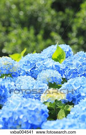 Hydrangea View Large Photo Image Stock Image - Hydrangea. Fotosearch