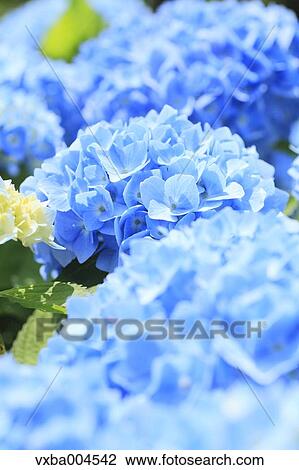 Hydrangea View Large Photo Image Stock Image - Hydrangea. Fotosearch