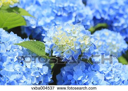 Hydrangea View Large Photo Image Stock Photo - Hydrangea. Fotosearch