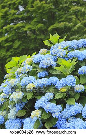 Hydrangea View Large Photo Image Stock Photograph - Hydrangea. Fotosearch